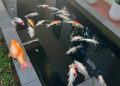 29 Ikan Koi Peliharaan Wali Kota Pekanbaru Mati Akibat Listrik Padam Massal