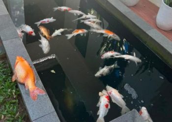 29 Ikan Koi Peliharaan Wali Kota Pekanbaru Mati Akibat Listrik Padam Massal