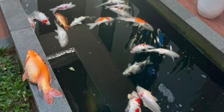 29 Ikan Koi Peliharaan Wali Kota Pekanbaru Mati Akibat Listrik Padam Massal