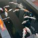 29 Ikan Koi Peliharaan Wali Kota Pekanbaru Mati Akibat Listrik Padam Massal