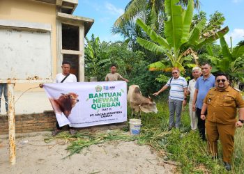 Sambut Idul Adha 1447 H, PT Macan Sejahtera Cahaya Serahkan Lembu Kurban di Simalungun