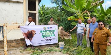 Sambut Idul Adha 1447 H, PT Macan Sejahtera Cahaya Serahkan Lembu Kurban di Simalungun