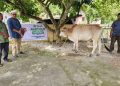 PT Macan Sejahtera Cahaya Salurkan Hewan Kurban untuk Warga Mangkei Baru Batu Bara
