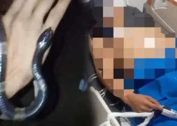 Pemuda di Bogor Tewas Digigit Ular Weling Usai Dijadikan Mainan