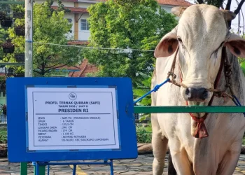 Menag Tanggapi Kurban 1.098 Sapi Prabowo Pakai Dana APBN: Jangan Ada Warga Kelaparan Saat Iduladha