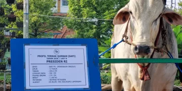Menag Tanggapi Kurban 1.098 Sapi Prabowo Pakai Dana APBN: Jangan Ada Warga Kelaparan Saat Iduladha