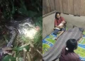 Wanita di Pulau Taliabu Tewas Ditelan Ular Piton Saat Pindahkan Sapi