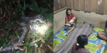 Wanita di Pulau Taliabu Tewas Ditelan Ular Piton Saat Pindahkan Sapi