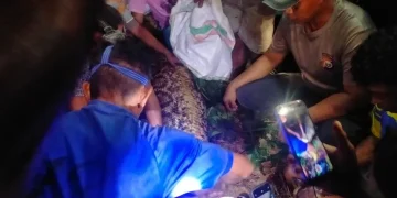 Ngeri! Warga Kepulauan Sula Tewas Dimangsa Ular Piton