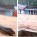 Hutanabolon Kembali Diterjang Banjir Bandang, Warga Menangis Minta Tolong: Selamatkan Nyawa Kami Ya Allah
