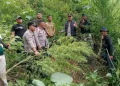 11 Batang Ganja Ditemukan di Langkat, Pemilik Mengaku untuk Konsumsi Pribadi