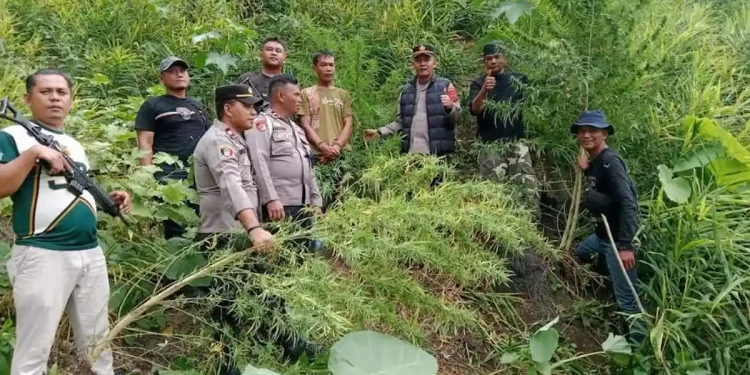 11 Batang Ganja Ditemukan di Langkat, Pemilik Mengaku untuk Konsumsi Pribadi