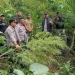 11 Batang Ganja Ditemukan di Langkat, Pemilik Mengaku untuk Konsumsi Pribadi