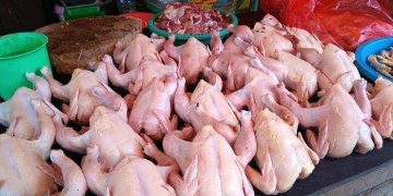Harga Ayam Potong di Medan Tembus Rp45 Ribu, Omzet Pedagang Turun 30 Persen