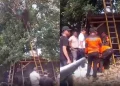 Istri Ngidam Alpukat Langsung dari Pohon, Suami di Bitung Tewas Tersengat Listrik