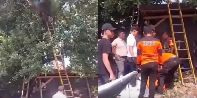 Istri Ngidam Alpukat Langsung dari Pohon, Suami di Bitung Tewas Tersengat Listrik