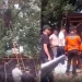 Istri Ngidam Alpukat Langsung dari Pohon, Suami di Bitung Tewas Tersengat Listrik